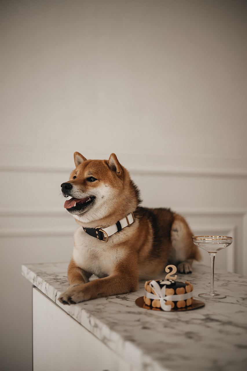 Яна и Ханзо |Happy B-day Ханзо_2 года|. Фотограф