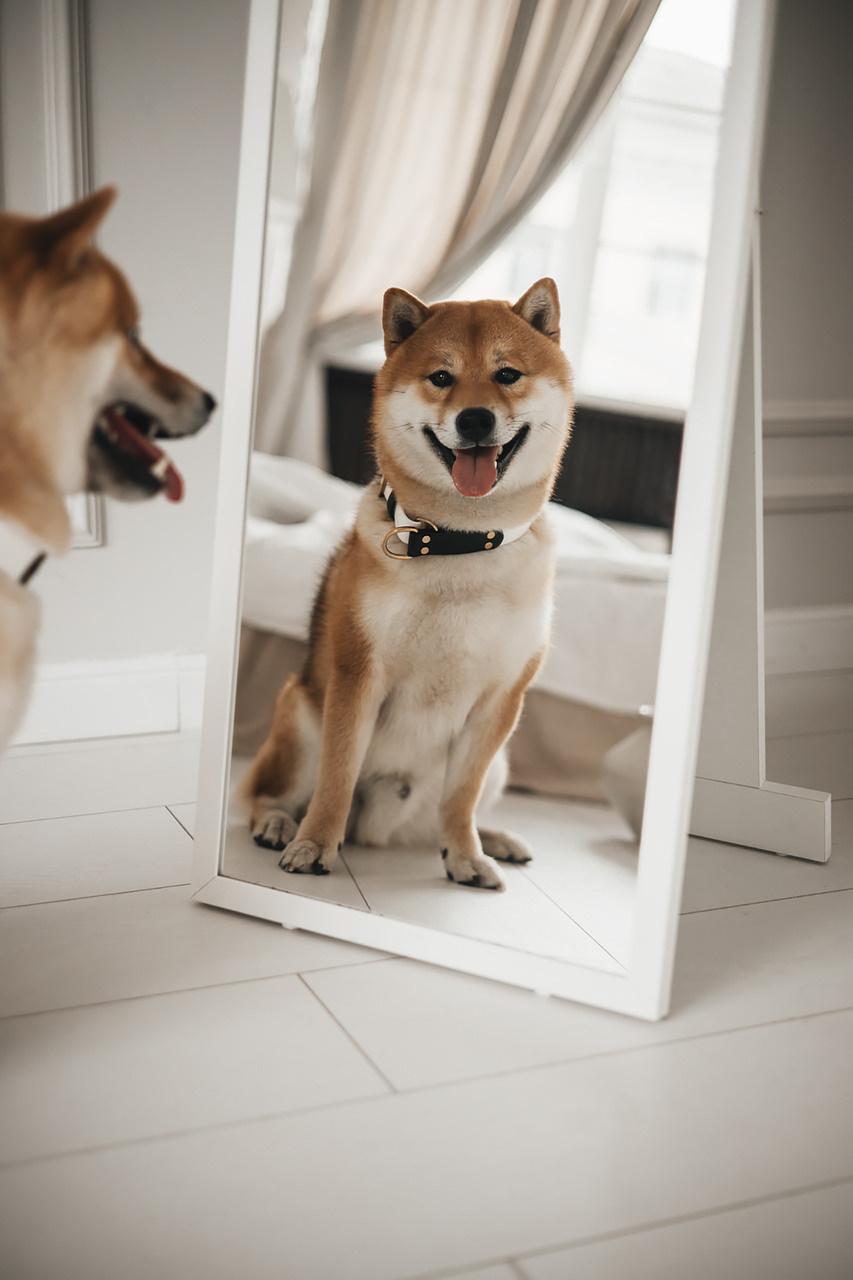 Яна и Ханзо |Happy B-day Ханзо_2 года|. Фотограф