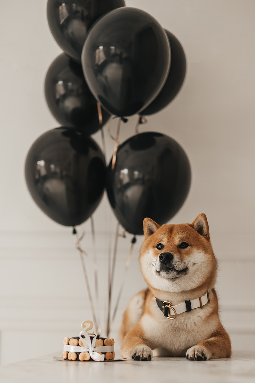 Яна и Ханзо |Happy B-day Ханзо_2 года|. Фотограф