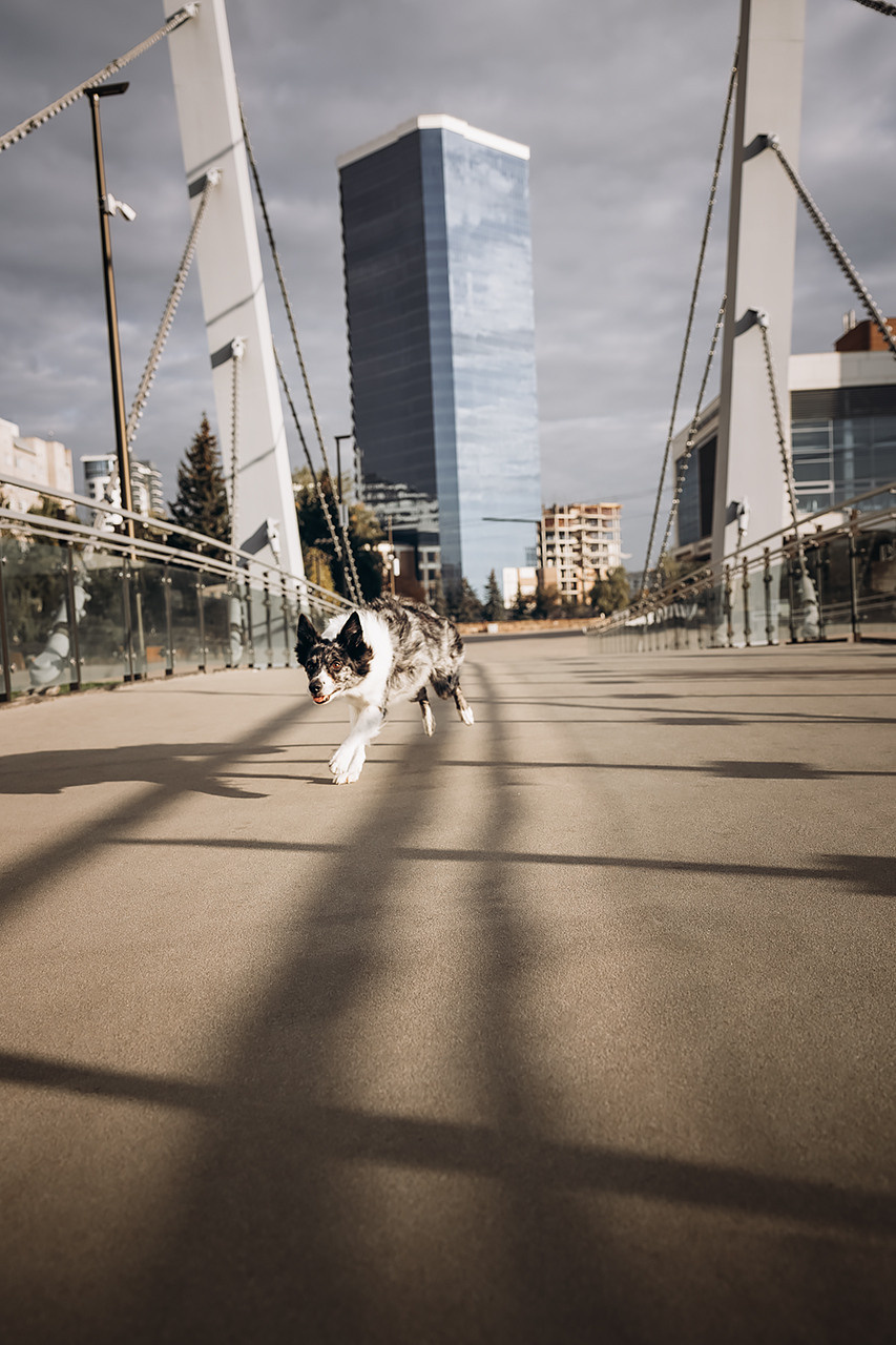 Холли и Дерзай |Бордер колли|. Фотограф