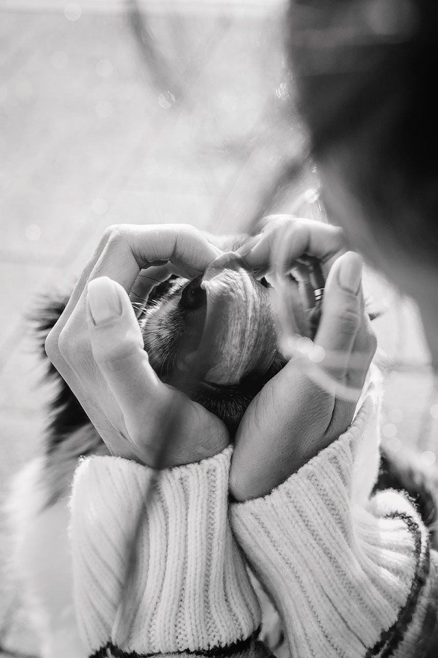 Холли и Дерзай |Бордер колли|. Фотограф