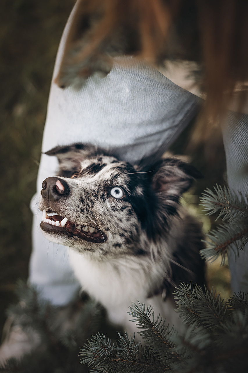 Холли и Дерзай |Бордер колли|. Фотограф