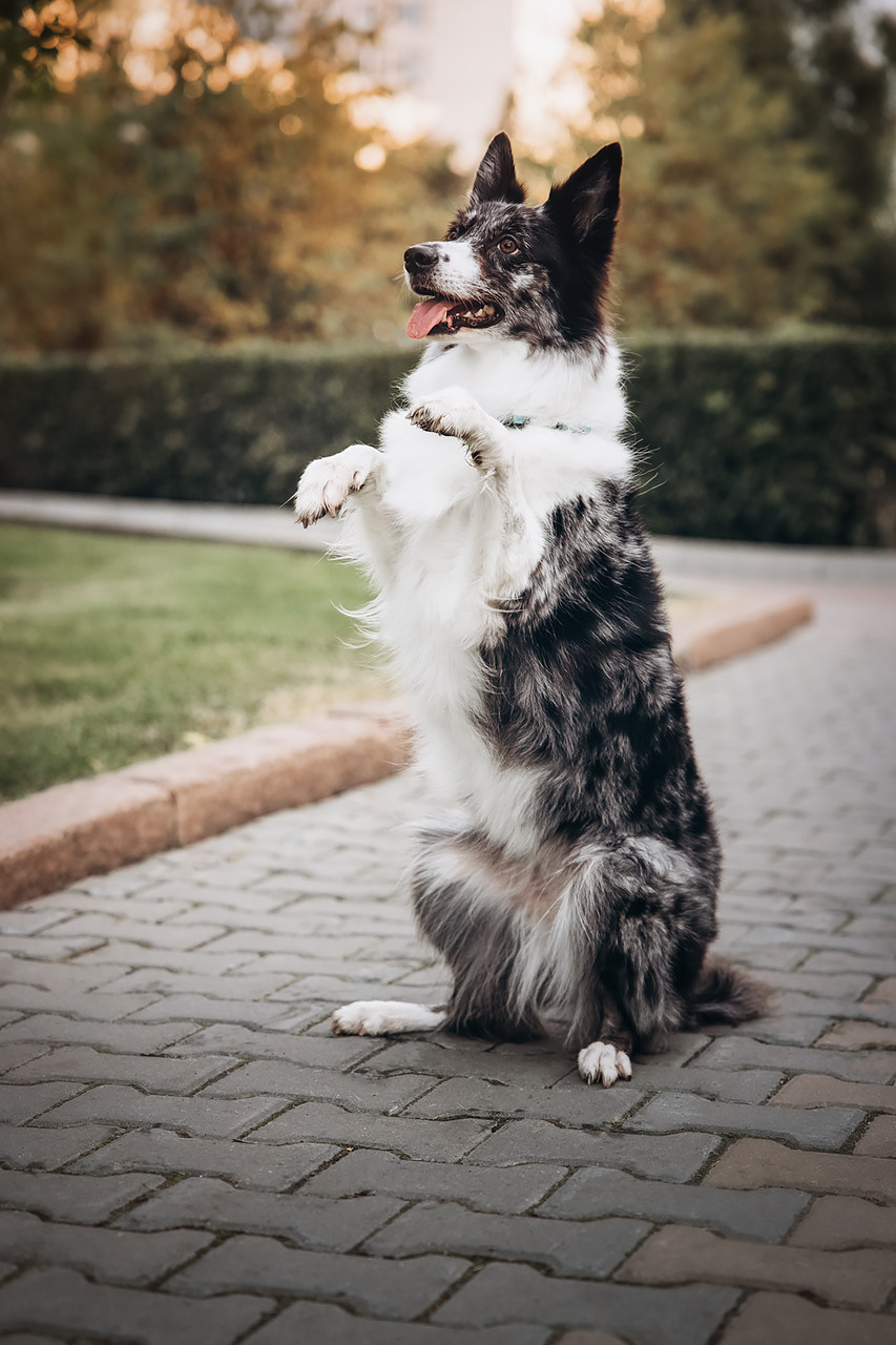 Холли и Дерзай |Бордер колли|. Фотограф