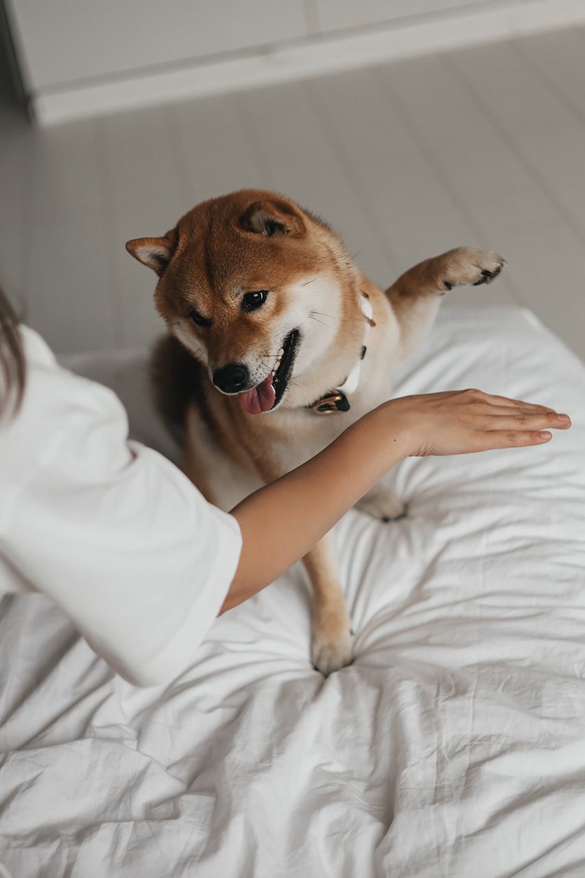 Яна и Ханзо |Happy B-day Ханзо_2 года|. Фотограф