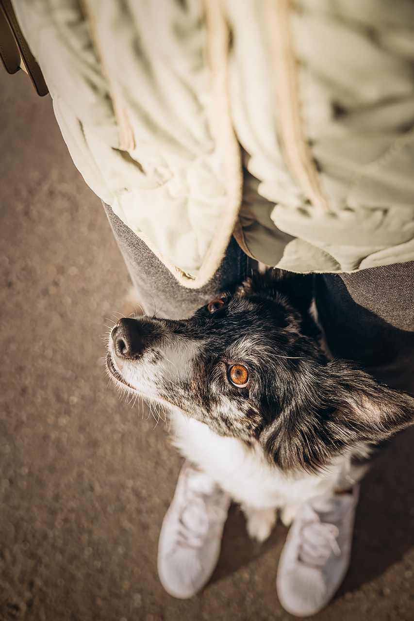 Холли и Дерзай |Бордер колли|. Фотограф