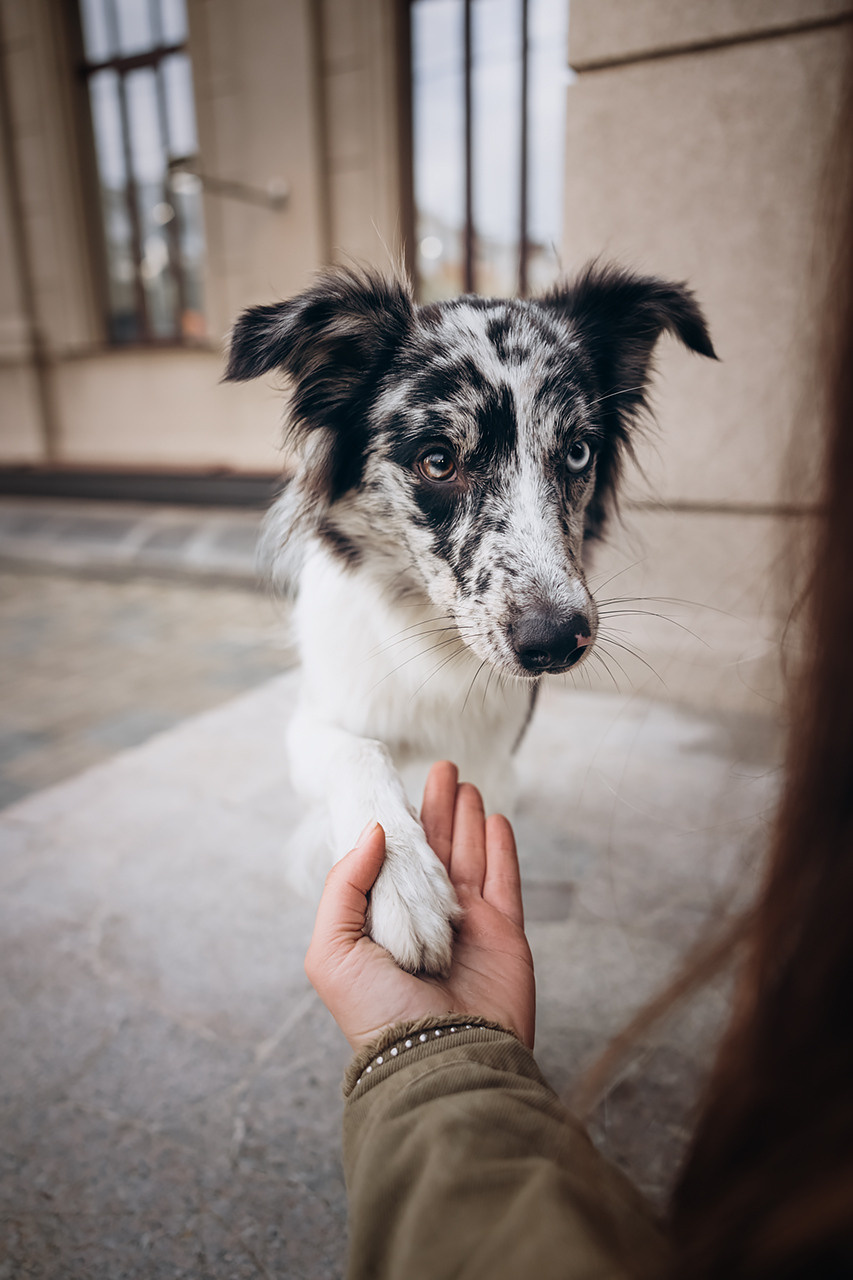 Холли и Дерзай |Бордер колли|. Фотограф