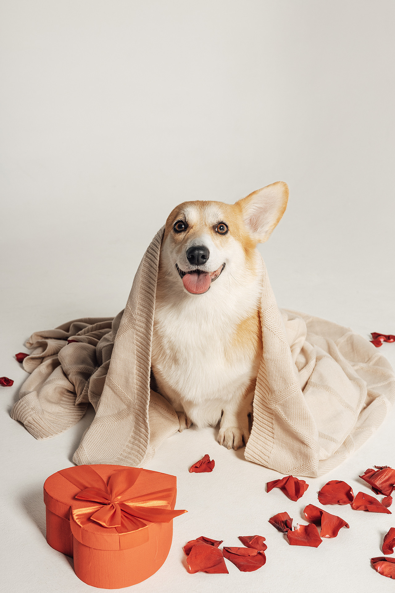 Молли |Корги|. Фотограф