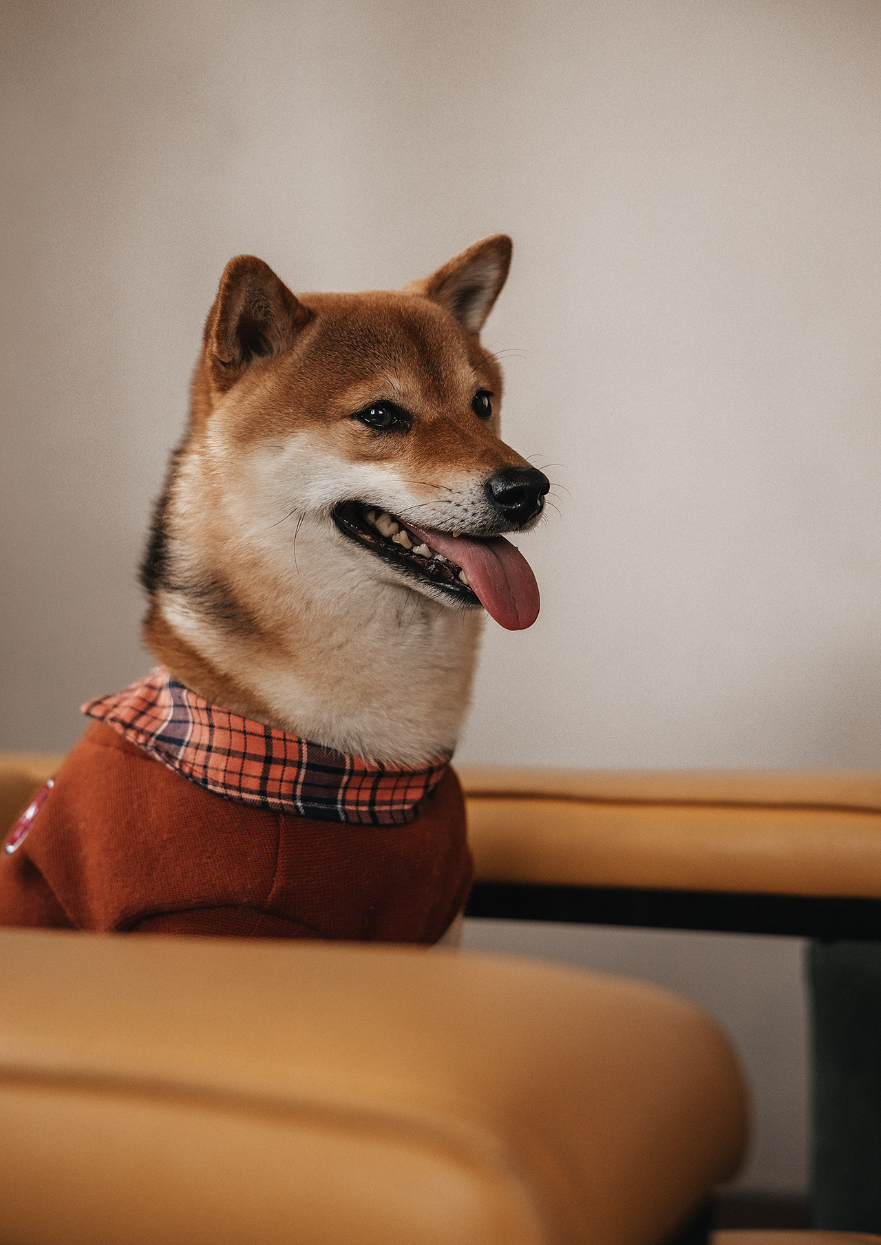 Симба |Сиба-Ину|. Фотограф