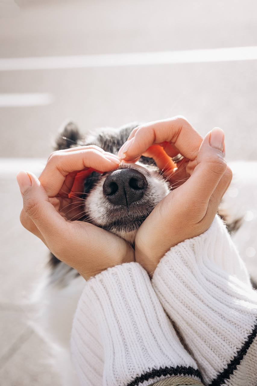 Холли и Дерзай |Бордер колли|. Фотограф