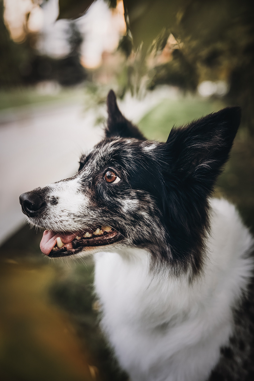 Холли и Дерзай |Бордер колли|. Фотограф