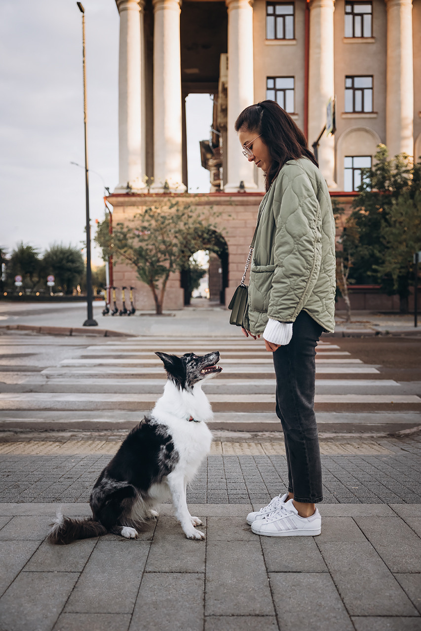 Холли и Дерзай |Бордер колли|. Фотограф