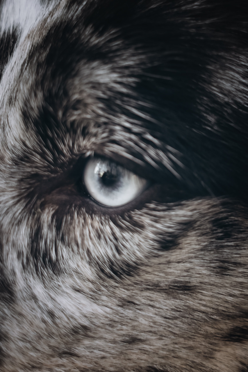 Холли и Дерзай |Бордер колли|. Фотограф