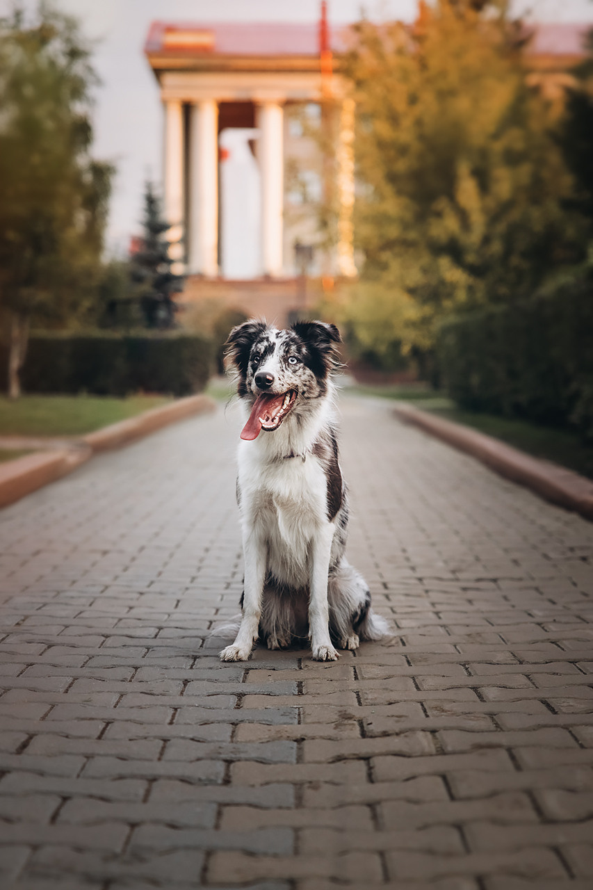 Холли и Дерзай |Бордер колли|. Фотограф