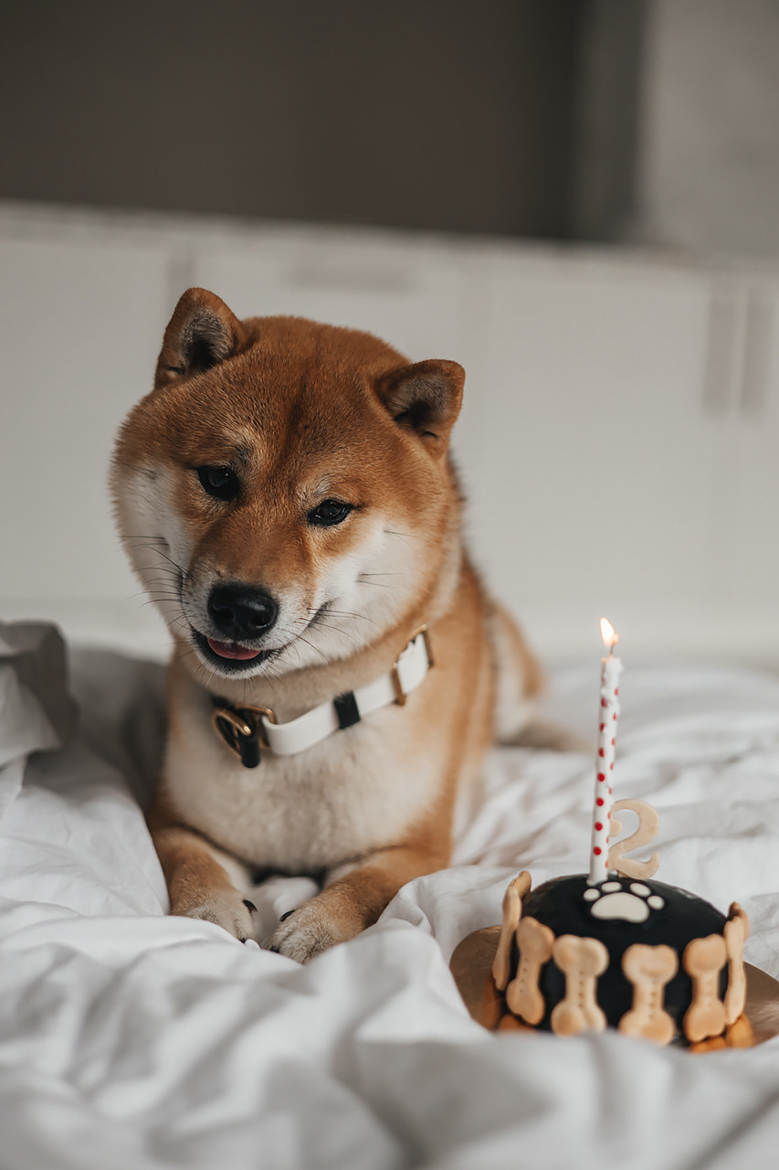 Яна и Ханзо |Happy B-day Ханзо_2 года|. Фотограф