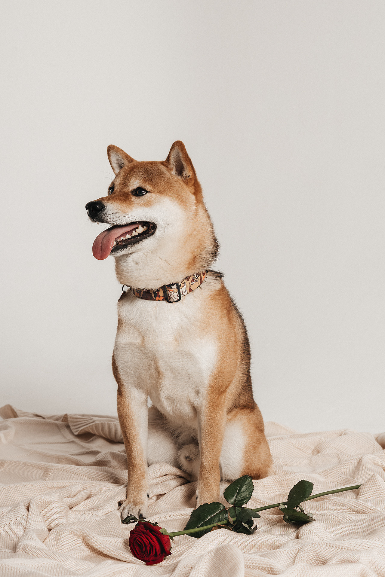 Симба |Сиба-Ину|. Фотограф