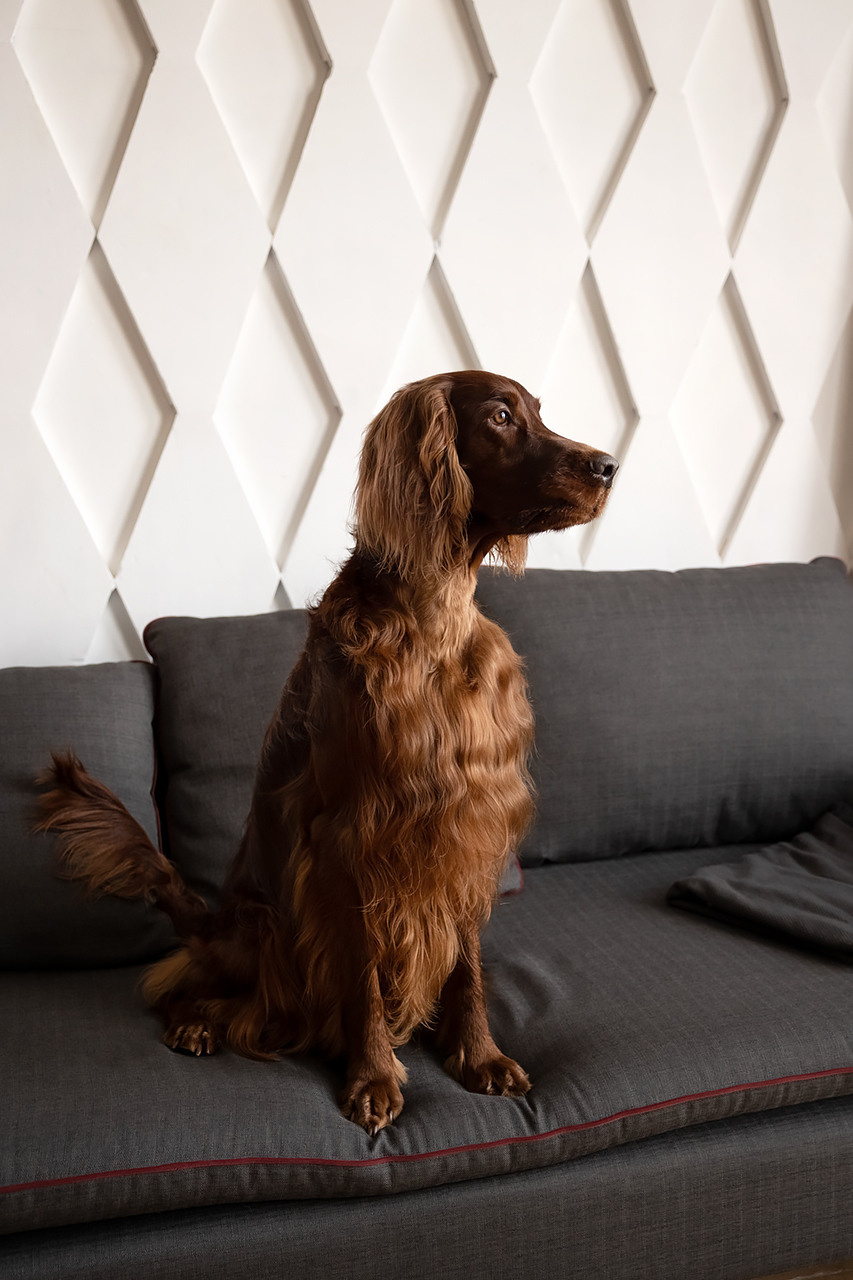 Валентина и Флеш |Ирландский красный сеттер|. Фотограф