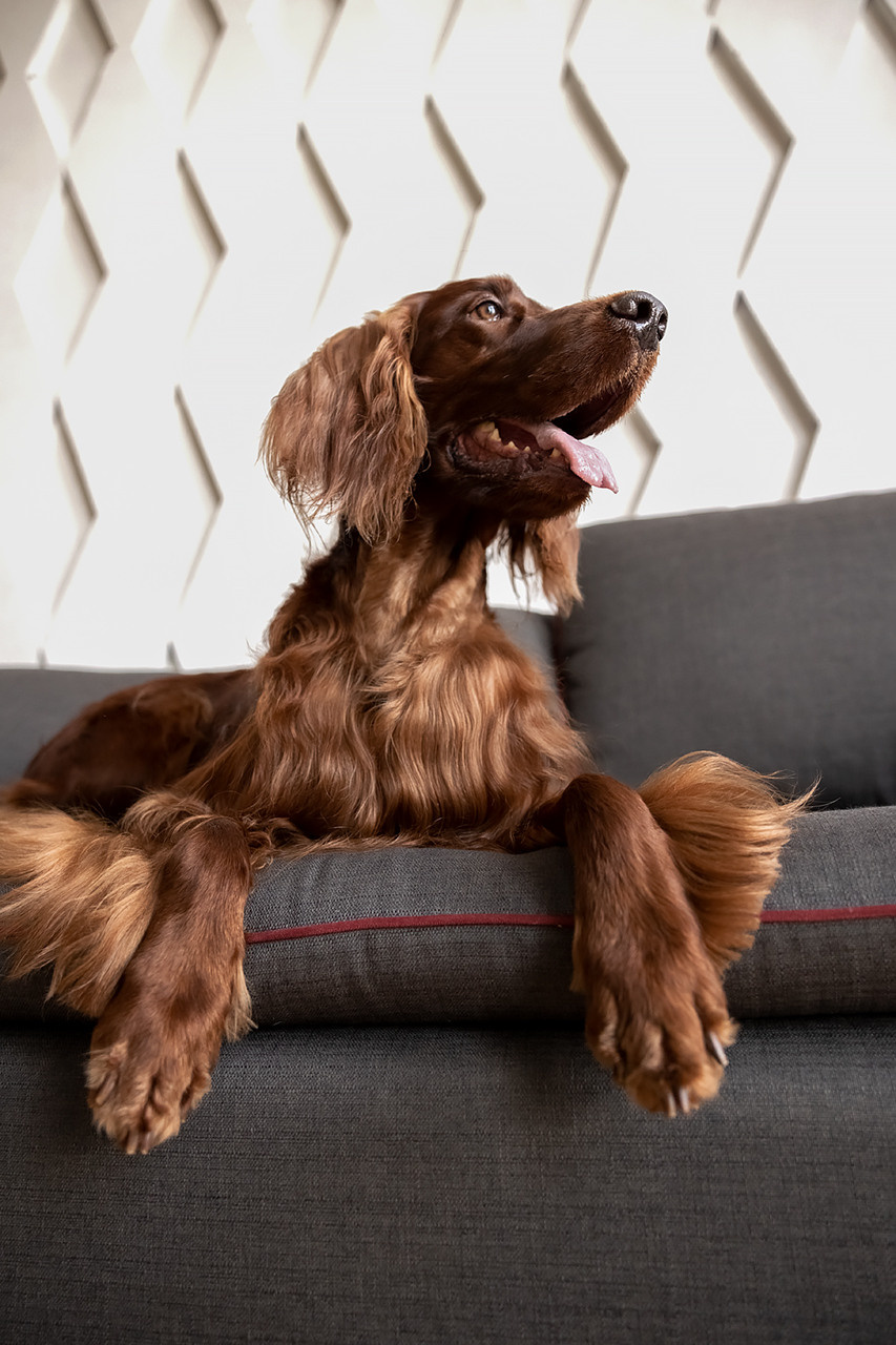 Валентина и Флеш |Ирландский красный сеттер|. Фотограф