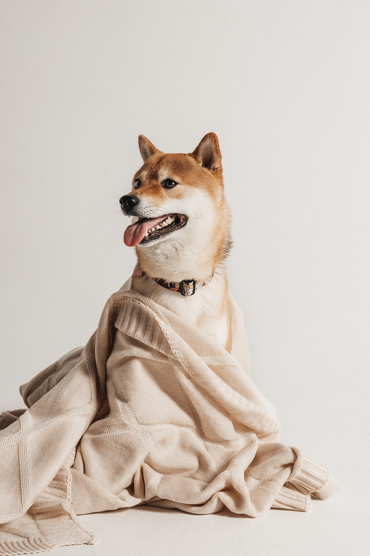 Симба |Сиба-Ину|. Фотограф