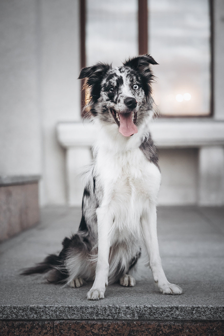 Холли и Дерзай |Бордер колли|. Фотограф