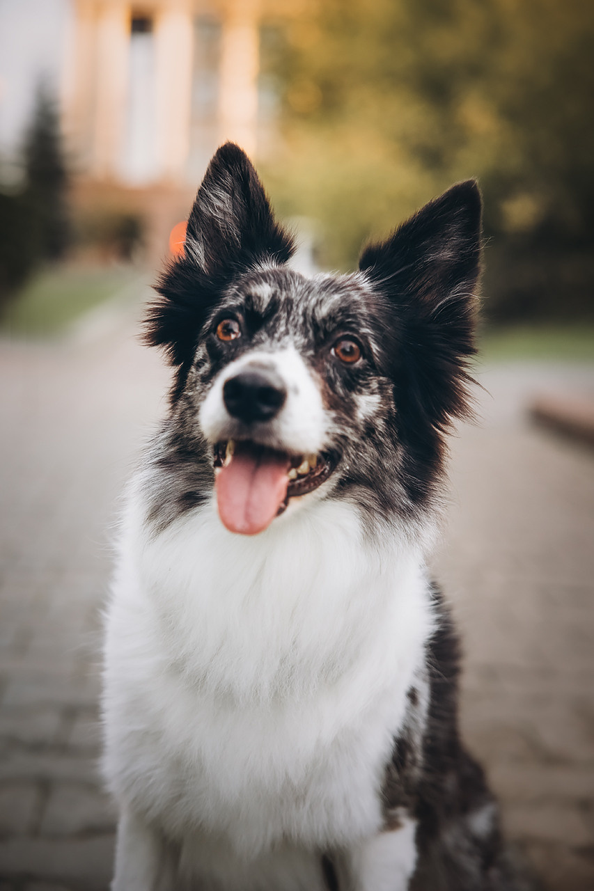 Холли и Дерзай |Бордер колли|. Фотограф