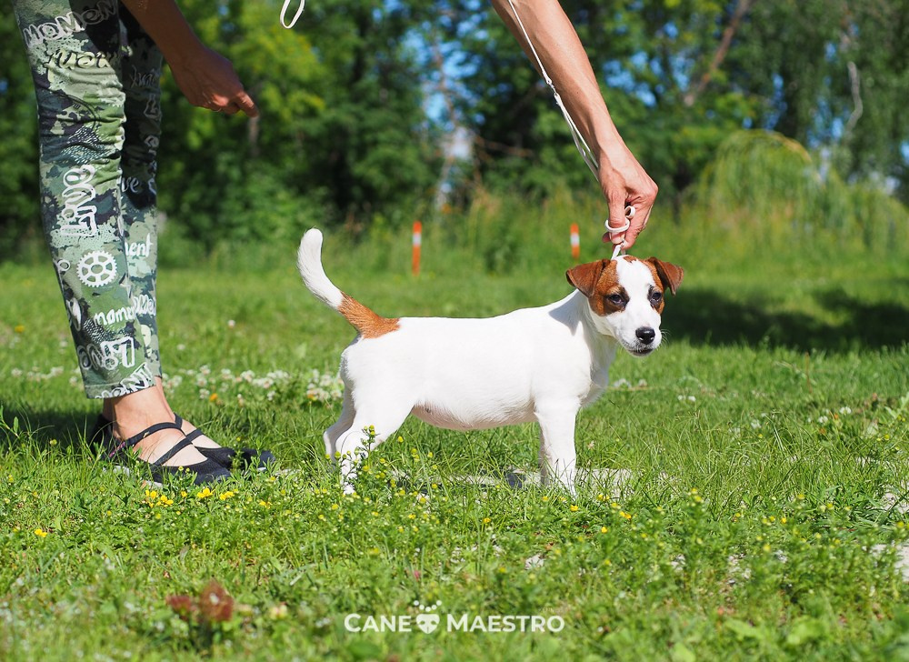 Щенок Джек-рассел-терьер. КМ ФЕРИТЕЙЛ. Гладкий джек рассел. Девочка№1. КАНЕ МАЭСТРО — питомник Джек рассел терьеров