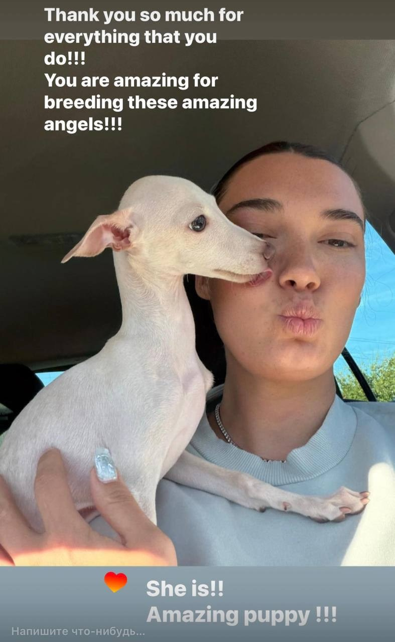 Welcome. Профессиональный питомник левреток РКФ/FCI ASTI SAPPHIRE 💎 Сочи|Санкт-Петербург