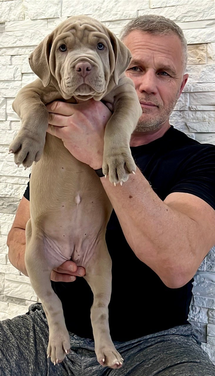 Hunter&Queenie, 10.09.25. Американские булли XL в г. Калининград. Питомник Great Bully UNIVERSE