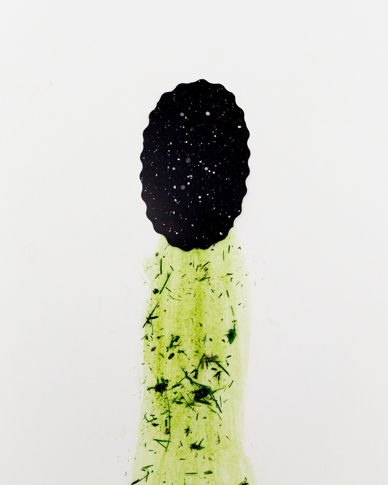 Условная ботаника. Фотографии Саши Любина