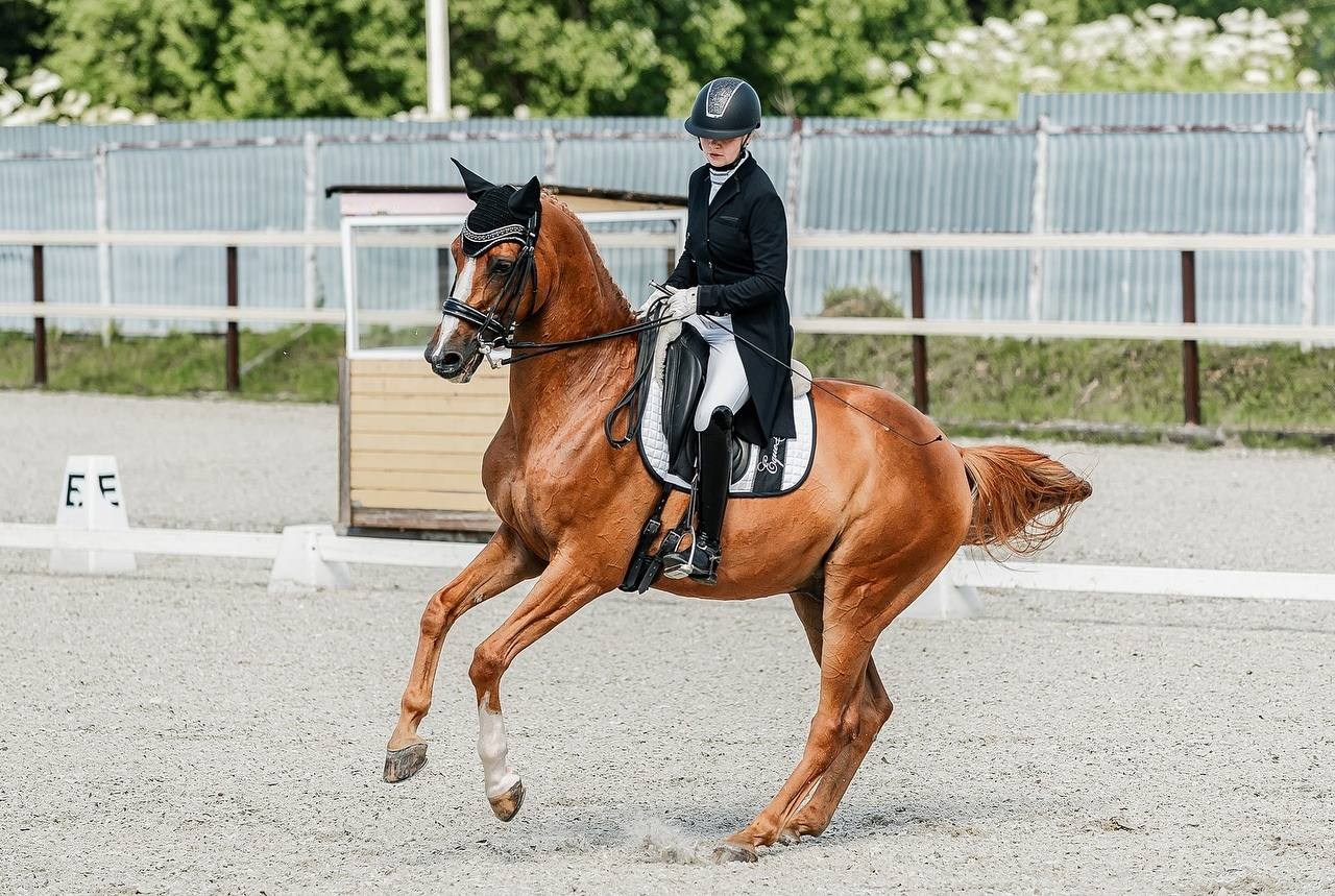 Чемпионат и Первенство Московской области по ВЫЕЗДКЕ, КСК «Эквиторус». Конный фотограф Куракина Дарья • Фотосессии с лошадьми