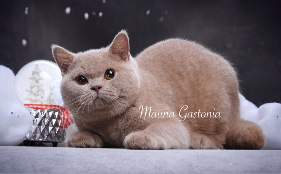 Vismut. Mauna Gastonia