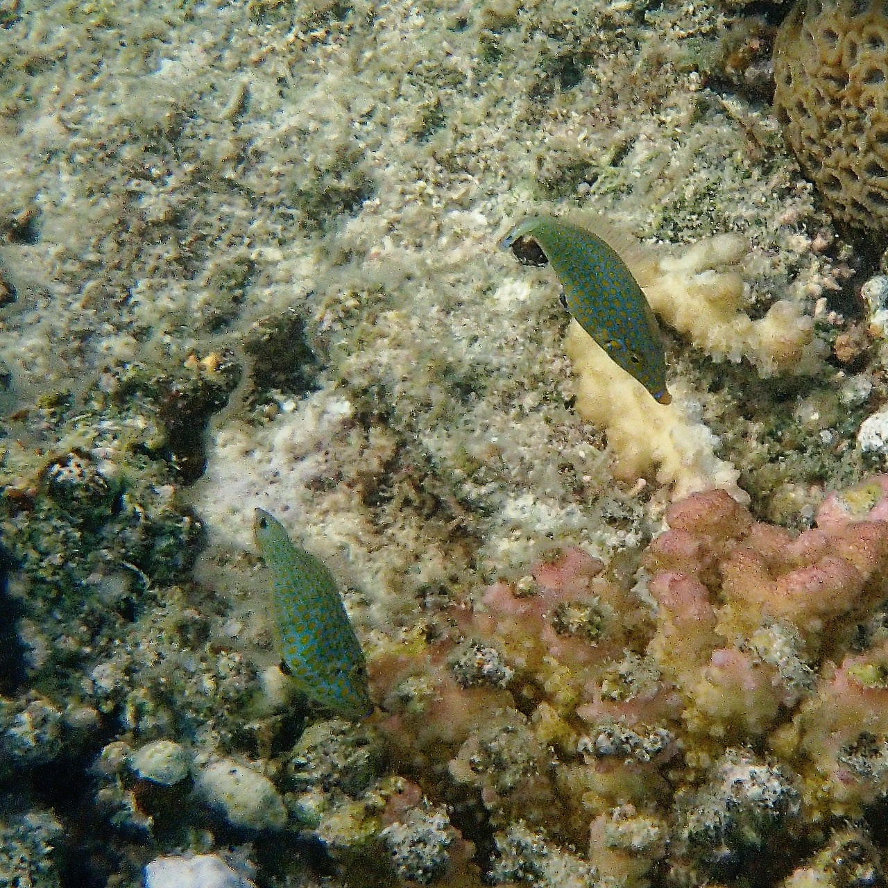 Мне посмотреть. Рыбов показываю