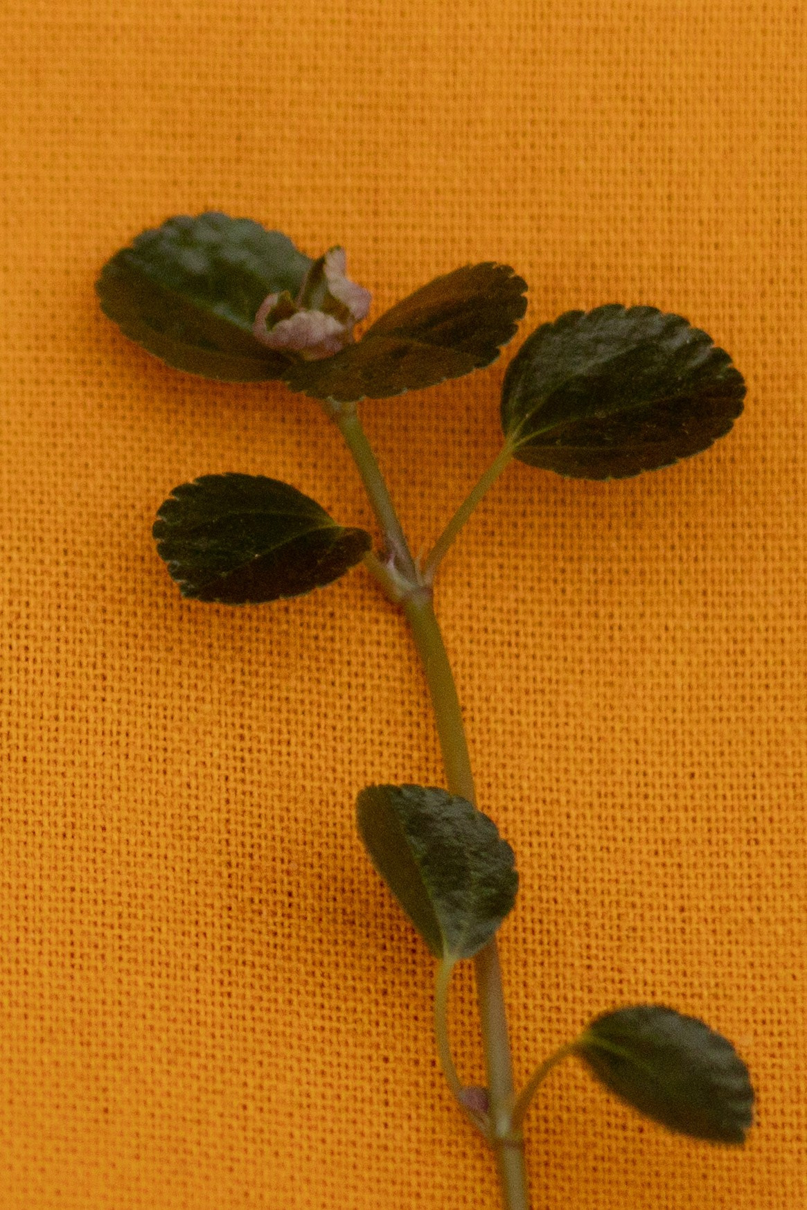 Мужской ДР. ЦУМ. «Buro». Оформление свадеб, декор свадеб Вера Маркова, Москва