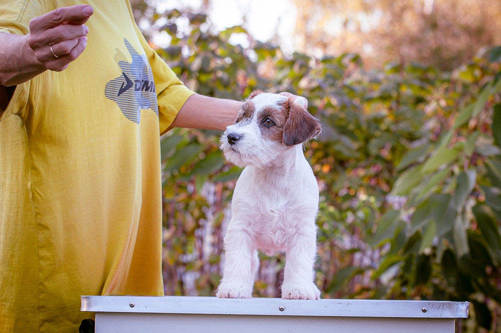 CANE MAESTRO STIMOROL ICE. CANE MAESTRO — kennel Jack Russell Terrier