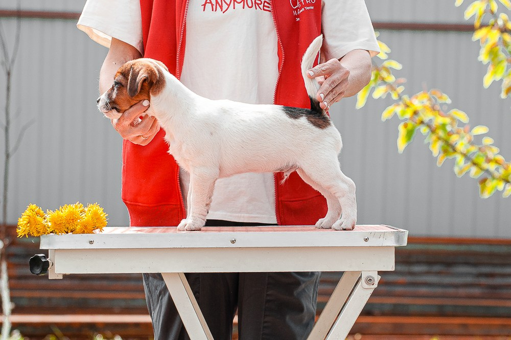 Мальчик 1 галерея. CANE MAESTRO — kennel Jack Russell Terrier