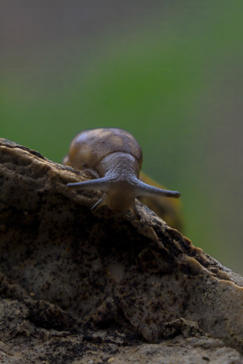 Животные. Photomantis