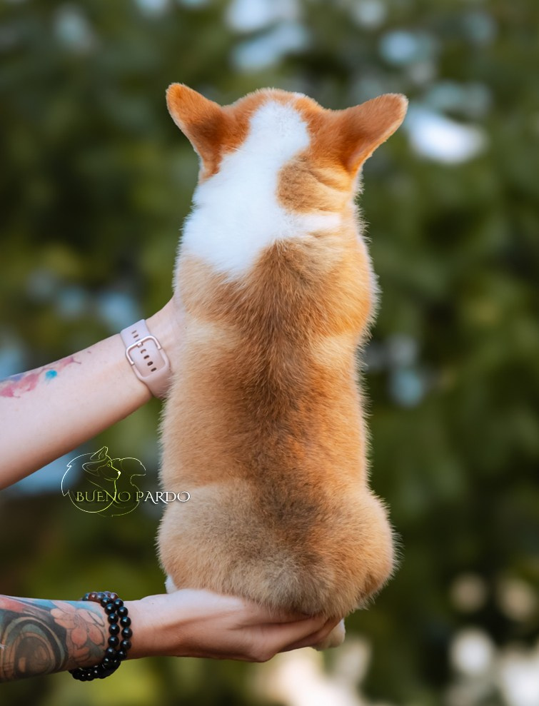 Щенки вельш корги пемброк из питомника. Питомник собак Акита, Хаски, Корги