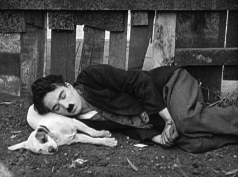 Мудборд «Рустим и мопс»