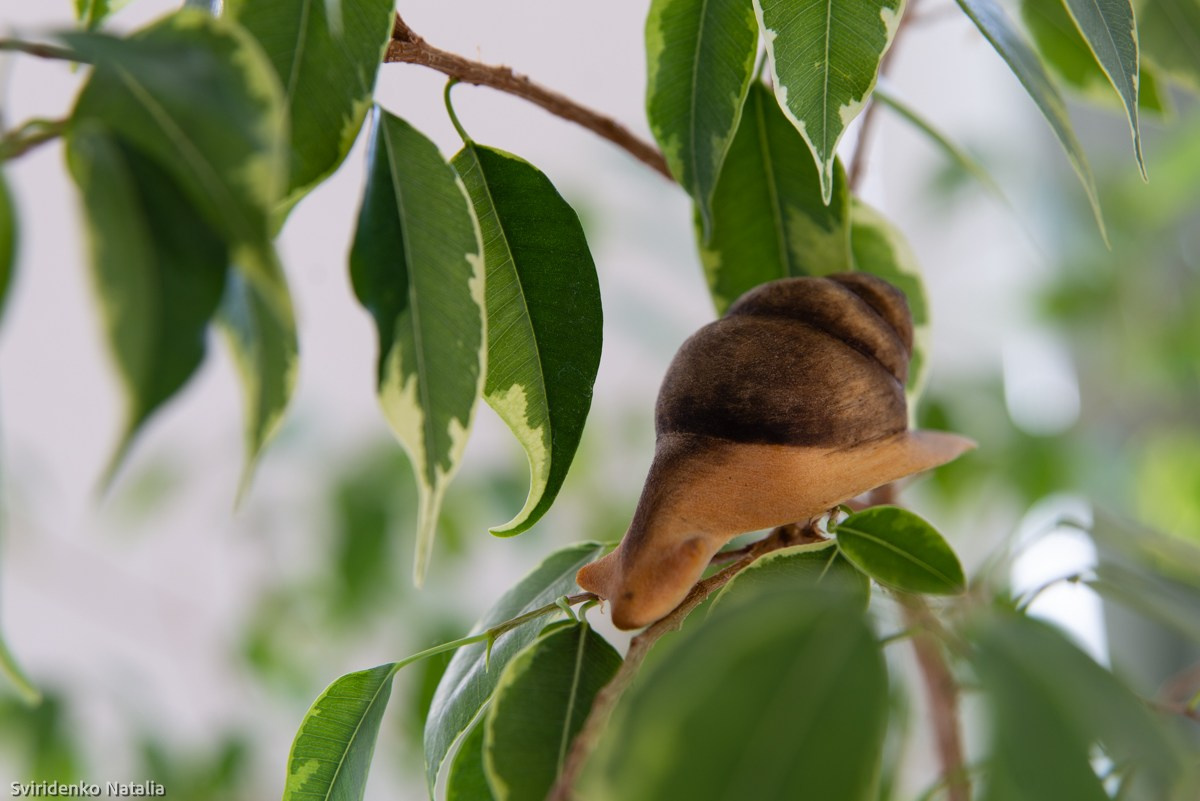 Макросъемка. Фотограф в Кемерово Наталья Свириденко