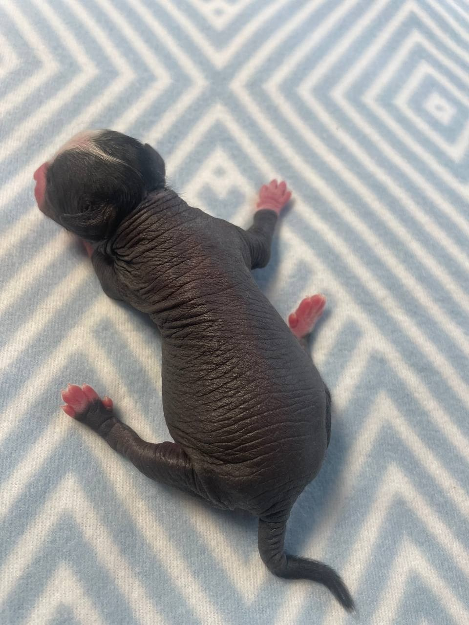 D3 День Рождения