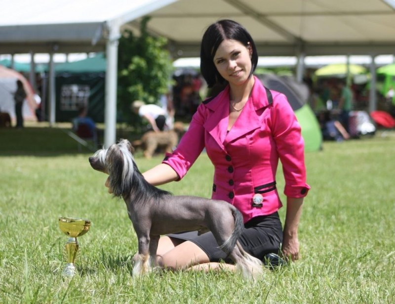 Нерону (Zlato Dinastii Neron) — 14 лет. Поздравляем тебя, наш знаменитый папа!. Питомник китайских хохлатых собак Poale Ell: купить щенка