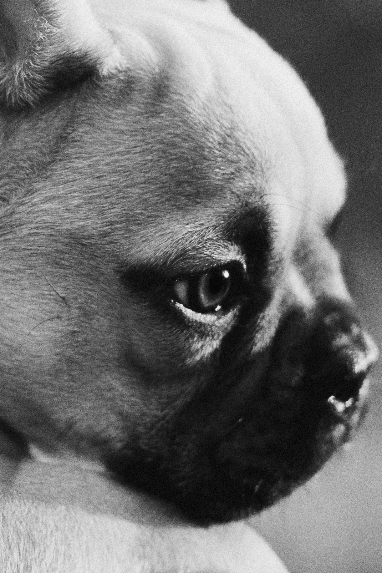 Валерия и Финик. Фотограф анималист в Москве Майорова Евгения