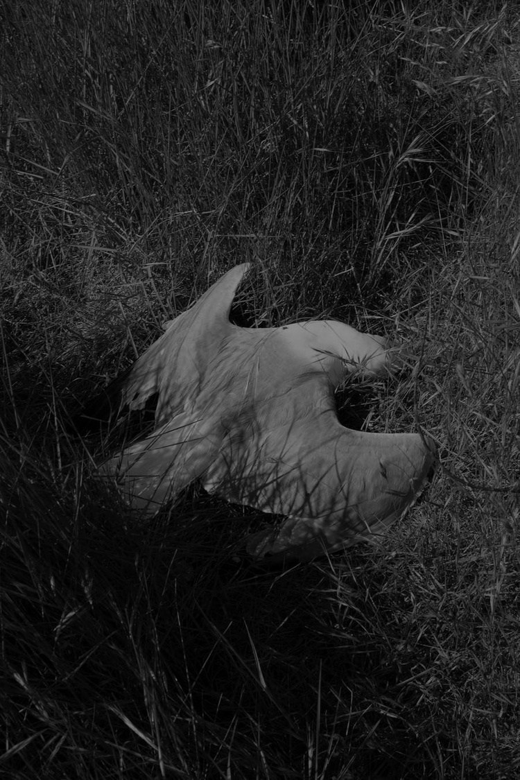 Проект Розы Лакавалла (Rosa Lacavalla) «Sana Sana». Private image