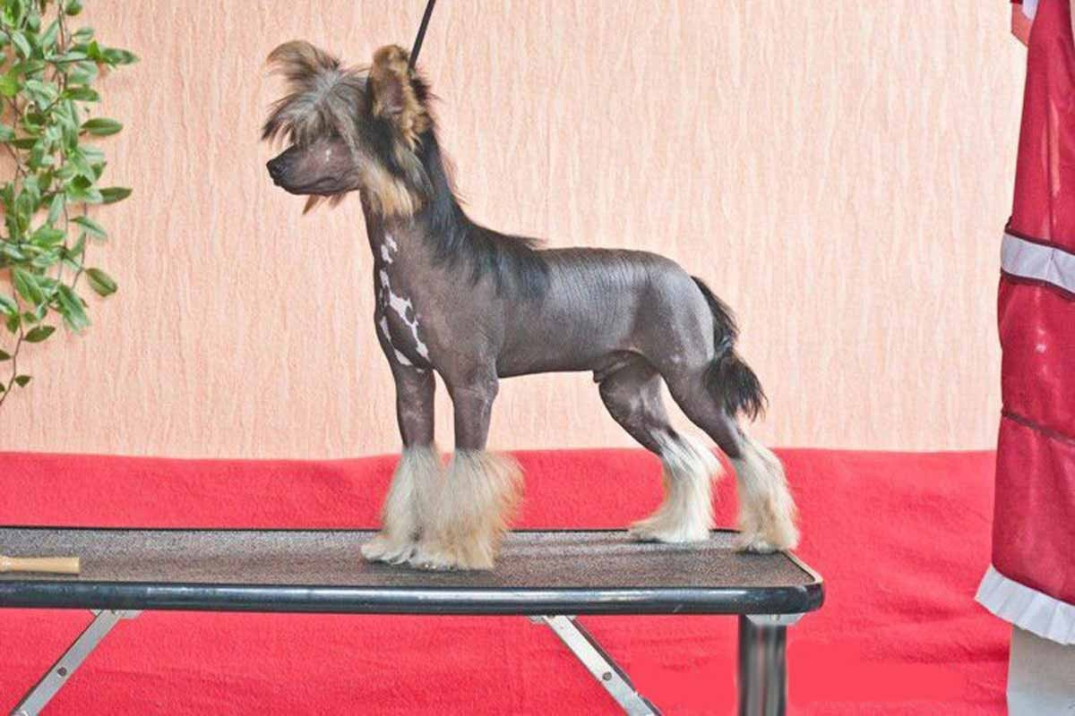 Нерону (Zlato Dinastii Neron) — 14 лет. Поздравляем тебя, наш знаменитый папа!. Питомник китайских хохлатых собак Poale Ell: купить щенка