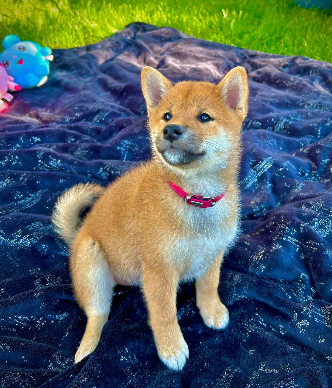 сиба питомник Рубилайт щенки на продажу rubylight  сиба щенки купить СПб Санкт-Петербург