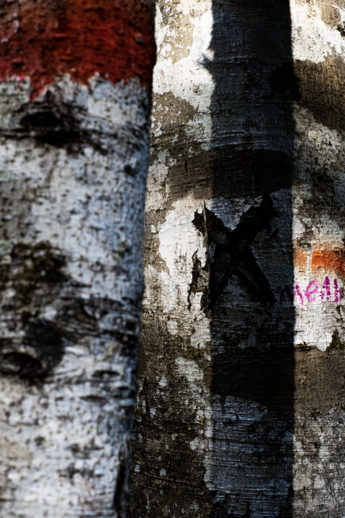 Цвет. Художественный фотограф в Калуге