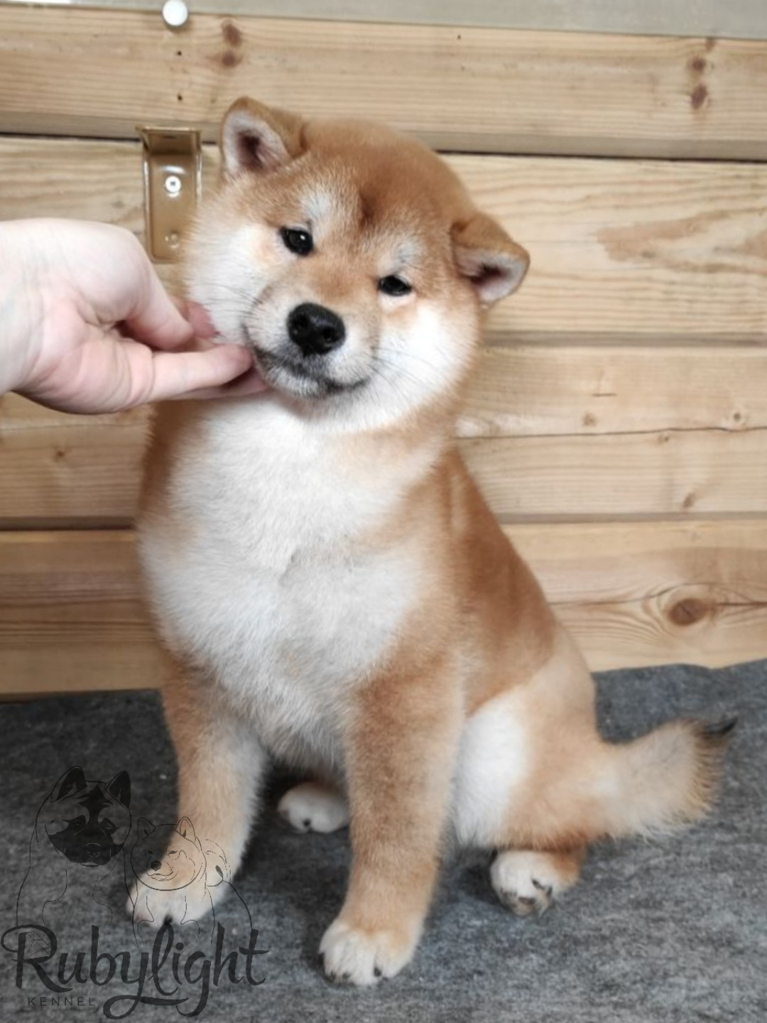 Щенки сиба-ину, шиба, Отец: SHIOMARU EVER DREAM Мать: TRIUMF SIBIRI AKIKO CHIKAKO, Санкт-Петербург, RUBYLIGHT kennel