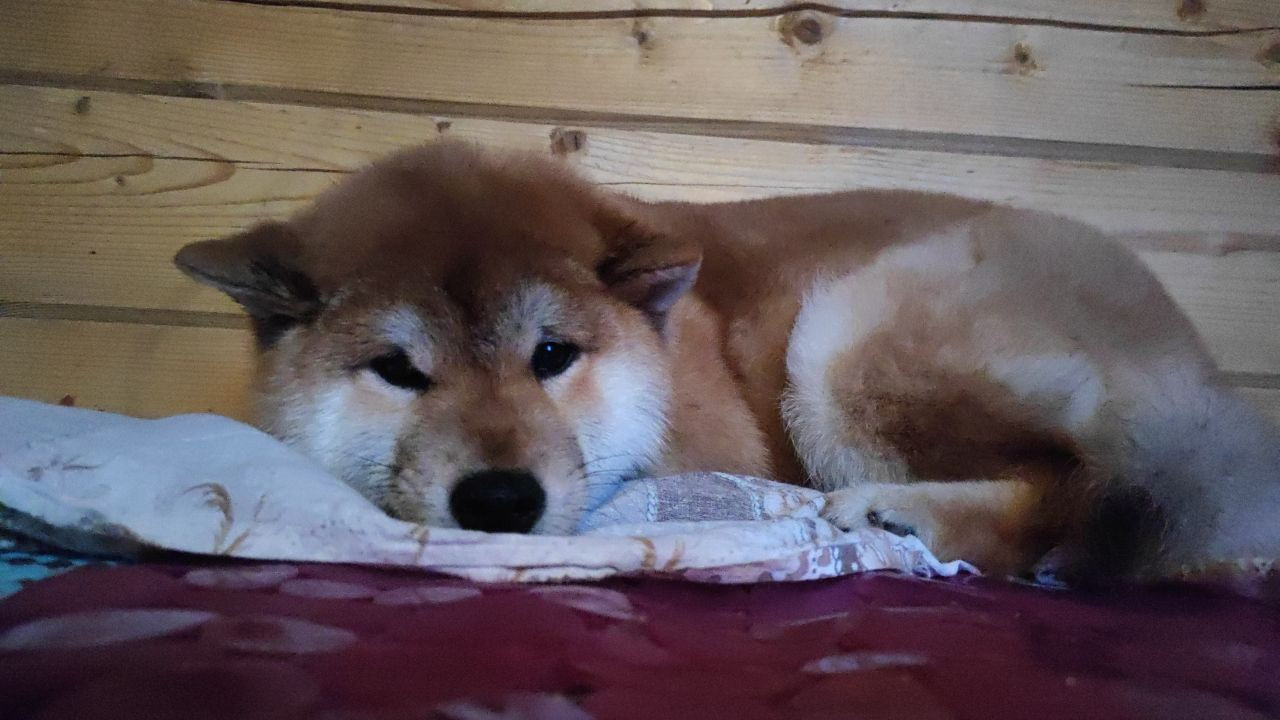 Щенки сиба-ину, шиба, Отец: SHIOMARU EVER DREAM Мать: TRIUMF SIBIRI AKIKO CHIKAKO, Санкт-Петербург, RUBYLIGHT kennel