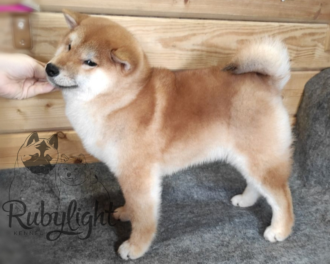 Щенки сиба-ину, шиба, Отец: SHIOMARU EVER DREAM Мать: TRIUMF SIBIRI AKIKO CHIKAKO, Санкт-Петербург, RUBYLIGHT kennel