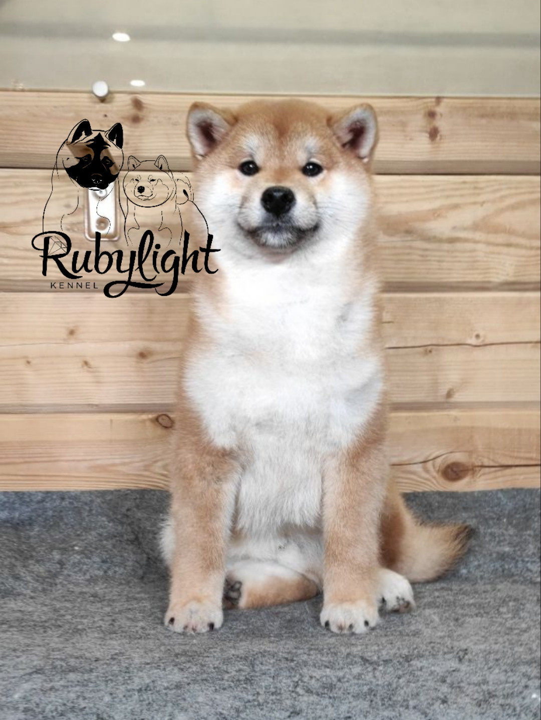 Щенки сиба-ину, шиба, Отец: SHIOMARU EVER DREAM Мать: TRIUMF SIBIRI AKIKO CHIKAKO, Санкт-Петербург, RUBYLIGHT kennel