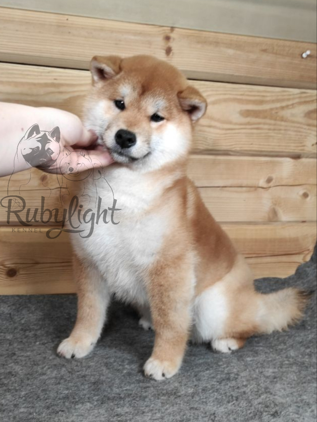 Щенки сиба-ину, шиба, Отец: SHIOMARU EVER DREAM Мать: TRIUMF SIBIRI AKIKO CHIKAKO, Санкт-Петербург, RUBYLIGHT kennel